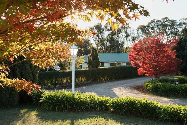 White Rose Cottage among autumn maples at golden hour