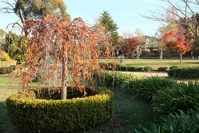 A weeping cherry in the garden, autumn colour