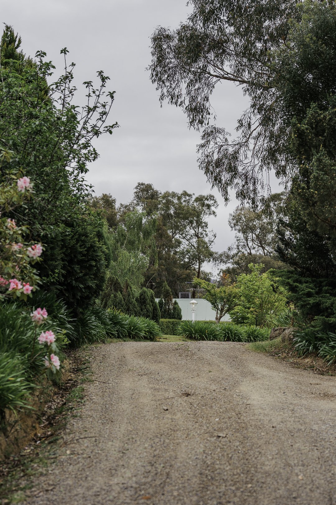 The driveway curving home through old gum trees