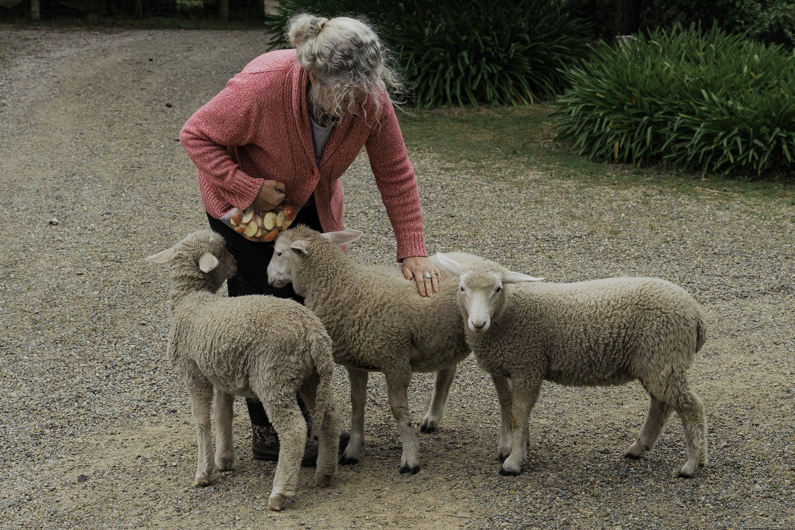 Elizabeth feeding the lambs on a quiet morning