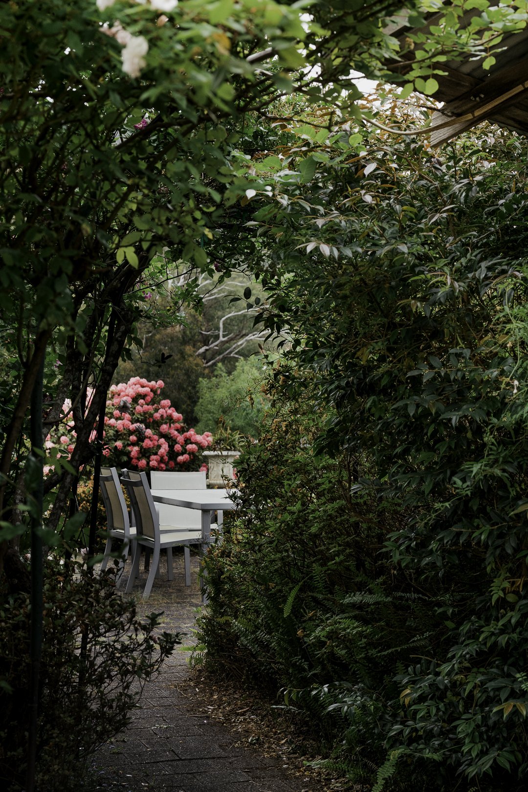 A garden chair glimpsed through the rhododendrons